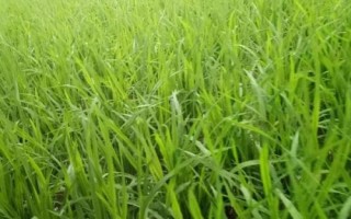潤兩優(yōu)香絲水稻種子簡介，兩系雜交中秈稻品種