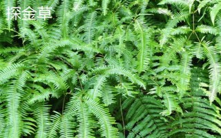 哪些植物可以探測(cè)黃金，主要有以下5種