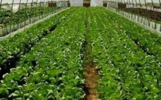 油菜如何順利過冬，寒流過后要及時(shí)查苗