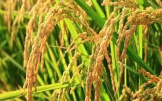 金農(nóng)香占水稻品種簡介，每畝有效穗數(shù)19.6萬