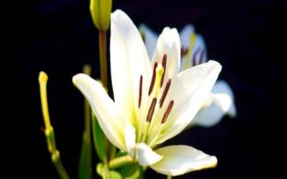 百合花屬于蜜源植物嗎，可為蜜蜂提供花蜜和花粉