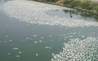 魚塘缺氧的原因，高溫、飼養(yǎng)密度大、淤泥過深等因素均會造成