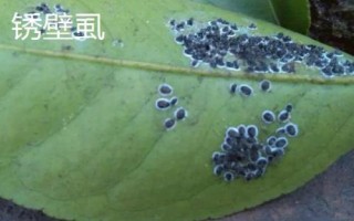 常見的柚類果樹病蟲害及防治方法，需對(duì)癥下藥