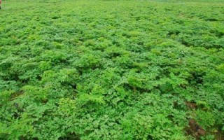 種植當(dāng)歸的條件，種植地的海拔需超過2000米