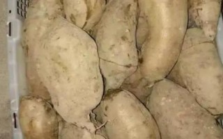 種植雪蓮果的效益，一畝地的效益大概為4000元左右