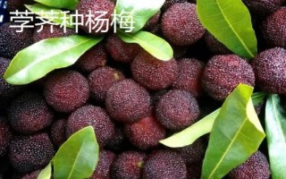 白楊梅的產(chǎn)地，主要產(chǎn)自浙江的上虞、余姚、福建等地