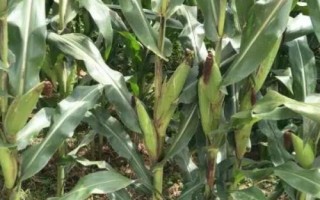仲糯5號玉米種子介紹，中等肥力以上地塊栽培