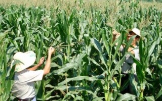 沃科華德3號玉米種子簡介，適宜播期4月下旬到5月上旬
