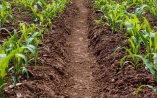翔玉791玉米種子簡介，適應區(qū)4月下旬至5月上旬播種