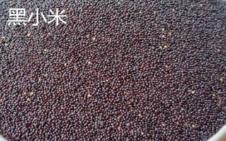 黑小米和黃小米的區(qū)別，二者的顏色明顯不同
