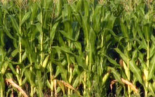 源玉7號(hào)玉米種子簡介，以防治地下害蟲危害