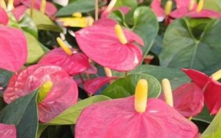 紅掌的澆水方法，應(yīng)在溫暖的天氣中進(jìn)行
