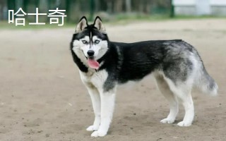 阿拉斯加和哈士奇的區(qū)別有哪些，體型、瞳孔顏色均不同