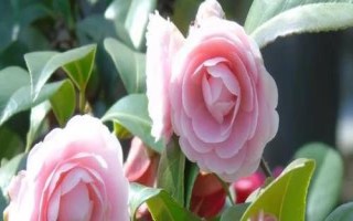 山茶花的繁殖方法，可采用播種、扦插等方式