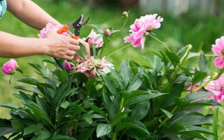 芍藥鮮花的水養(yǎng)方法，使用細(xì)口的容器水養(yǎng)為佳