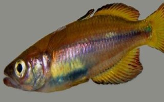 大眼虹銀漢魚(yú)好不好養(yǎng)，飼養(yǎng)難度比較大