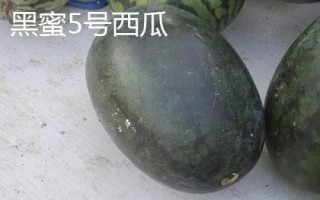 早春紅玉西瓜有沒有籽，屬于早熟有籽品種