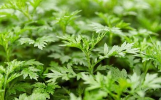 艾草的形態(tài)特征，葉片大多為卵形