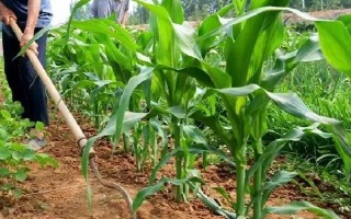 雪玉糯6號玉米品種簡介，每畝適宜密度3200株左右