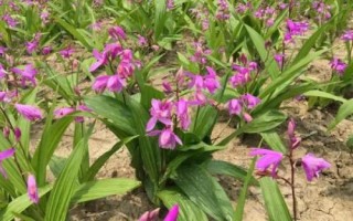 白芨的種類和種植方法，種植時要選擇陰坡生荒地
