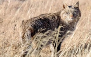水生哺乳動物的種類，包括虎鯨、海豚、白鰭豚等品種