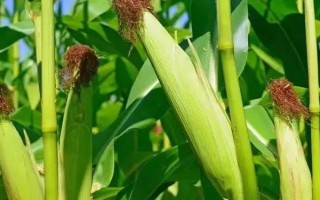 新玉65號玉米種子簡介