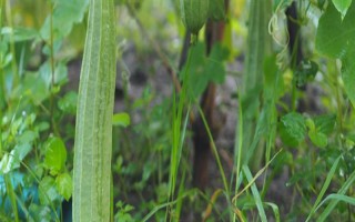 優(yōu)質(zhì)絲瓜品種介紹，推薦早優(yōu)一號(hào)、新早冠406等