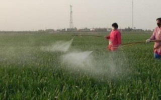韭菜的種植技術(shù)，土壤解凍后到秋分可隨時播種