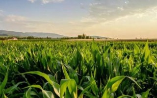 潤禾613玉米種簡介，密度4000株/畝左右