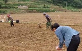 蘇子的產地，在我國主產于安徽、湖南、臺灣等省份