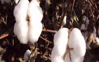 農(nóng)雜棉1號棉花品種的特性，比對照品種（皖雜40）早1天