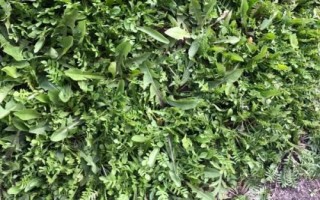 火爆野菜種植項(xiàng)目，香椿和薺菜等品種比較受市場(chǎng)歡迎