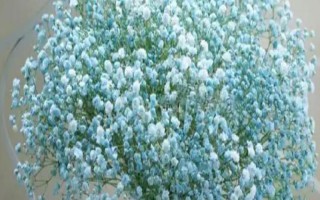 滿天星的花語(yǔ)，寓意思念之情、純潔的愛(ài)等