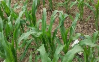 HL500玉米種子特征特性，適宜密度為每畝5000株左右