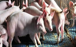 養(yǎng)殖戶對于飼料成本與飼養(yǎng)成本的誤區(qū)，飼料成本越低越好是一種錯誤的想法