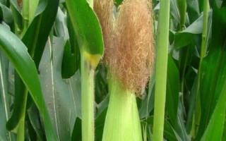 吉川985玉米種子特點(diǎn)，適宜播種期4月下旬至5月上旬