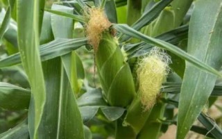 陜單915玉米品種的特性，每畝適宜密度5000株
