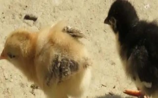 怎么分辨小雞苗的公母，可根據(jù)生殖突起、體型等鑒別