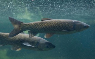 中國哪里的淡水魚產(chǎn)量最大，第一大省為湖北省