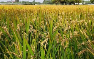 富友稻336水稻品種的特性，生育期161天左右