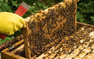 人工分蜂的技巧，需盡量用新工蜂和封蓋子脾組建新蜂群
