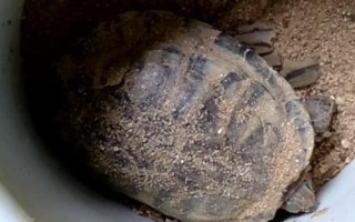 甲魚冬天在泥里的藏匿深度，一般會(huì)藏在10-15厘米的位置