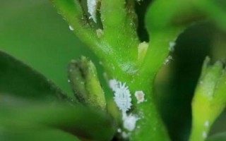 常見的梔子花病蟲害及防治方法，需對(duì)癥下藥