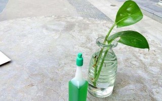 水養(yǎng)綠蘿加哪些肥料，加2-3滴營養(yǎng)液即可