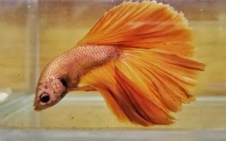 馬尾斗魚如何鑒別公母，公魚的魚鰭較大且長(zhǎng)、母魚的魚鰭較短小