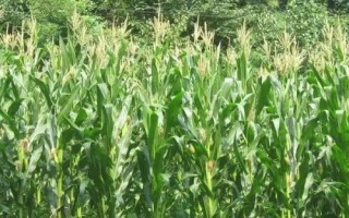 國人福818玉米種子介紹，適宜播期6月10日～25日