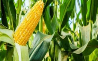米多11玉米種子簡介，4月下旬5月上旬播種