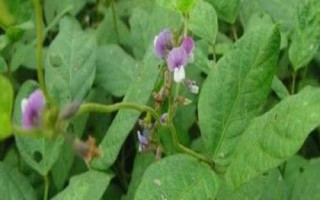 昊疆51號(hào)大豆品種簡介，該品種亞有限結(jié)莢習(xí)性