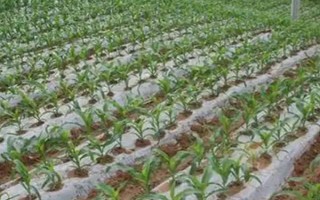 怎么用地膜種玉米，育苗移栽需要先栽苗再覆膜