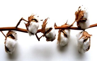 皖棉1331S棉花種子簡介，高抗枯萎病